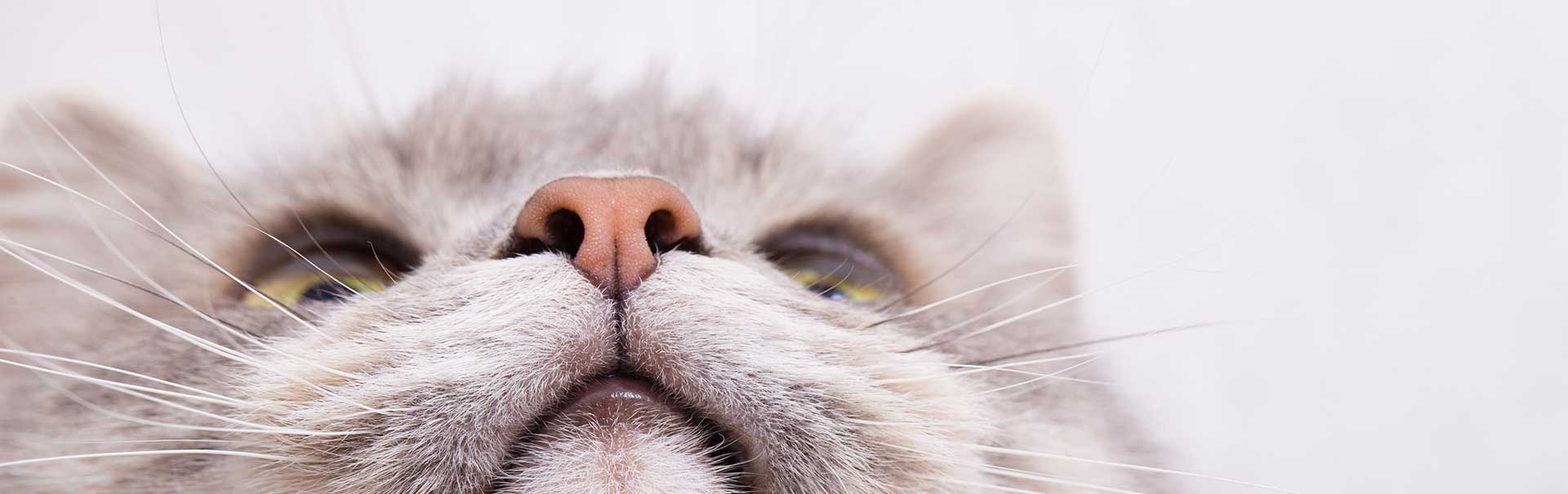 The cat's nose – a small miracle of nature