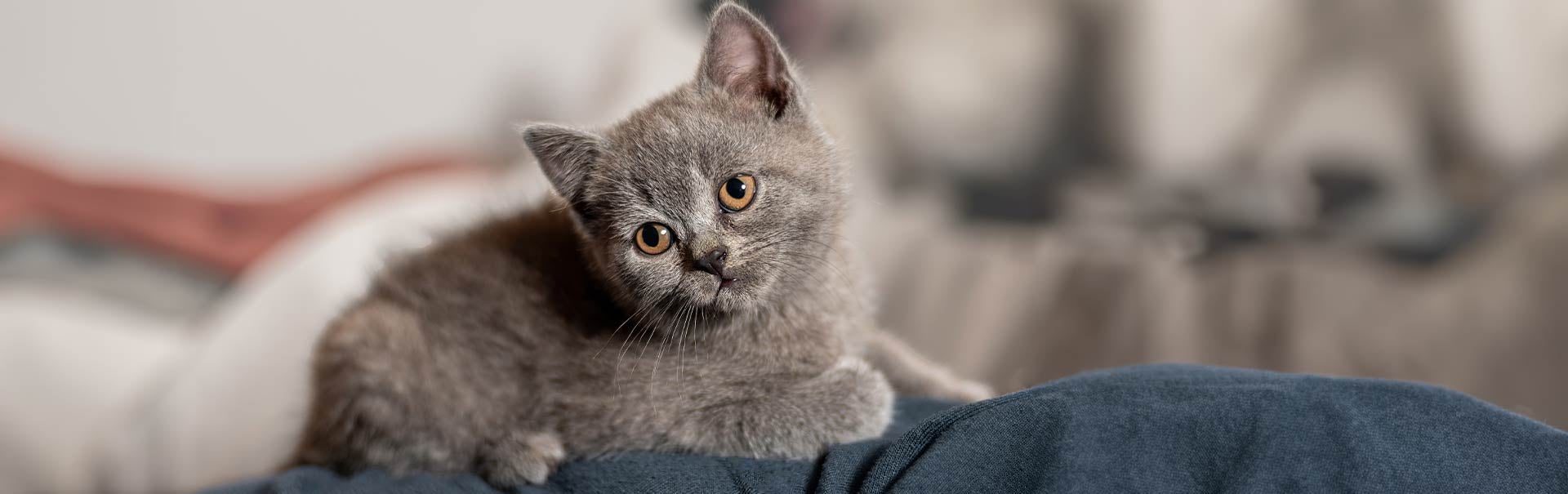 katzenbaby zieht ein