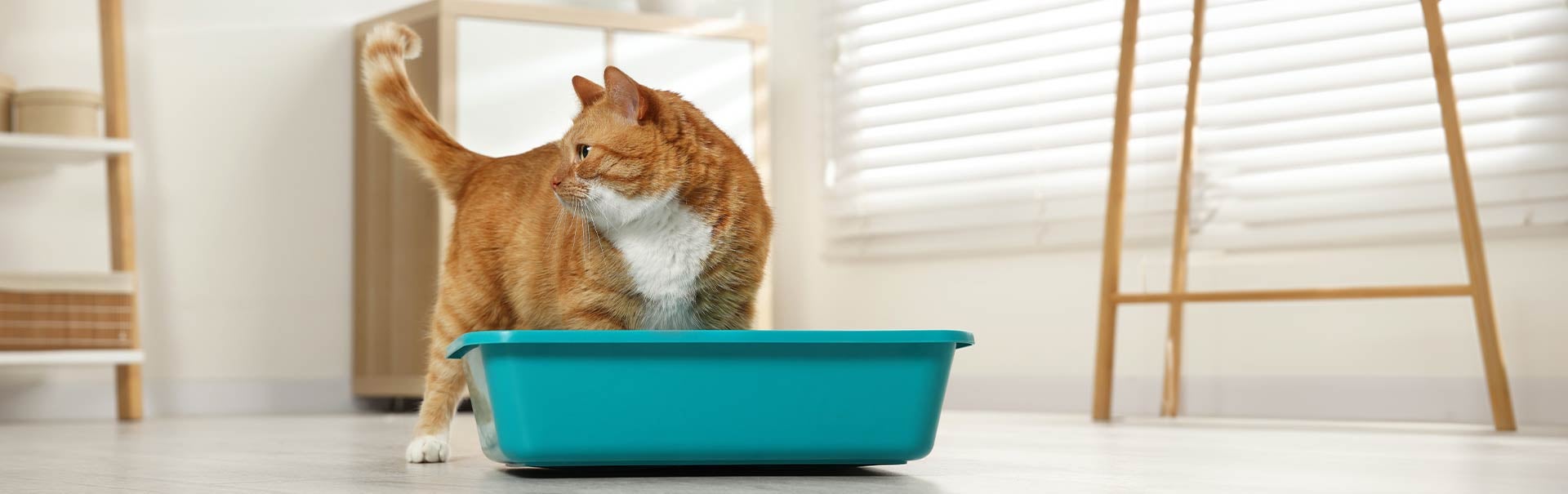 Struvitsteine Katze