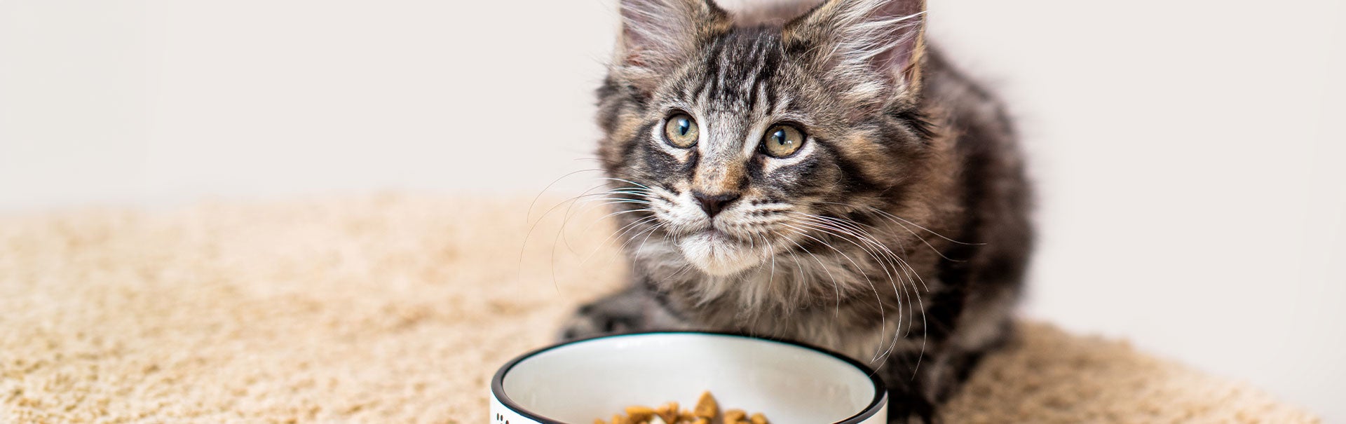 Futterberatung: Das richtige Futter für Deine Katze