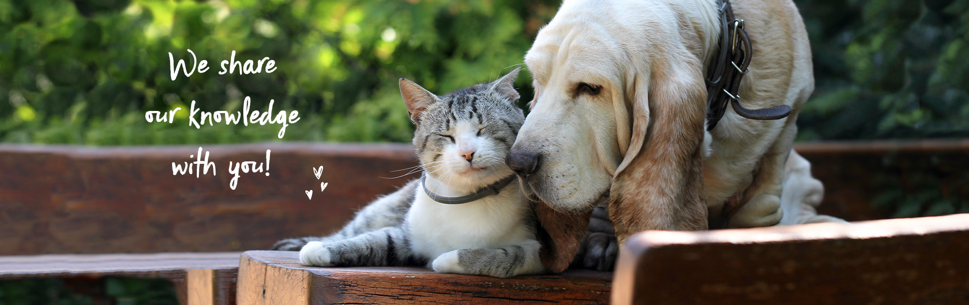 We share our knowledge with you! Guide for dogs and cats