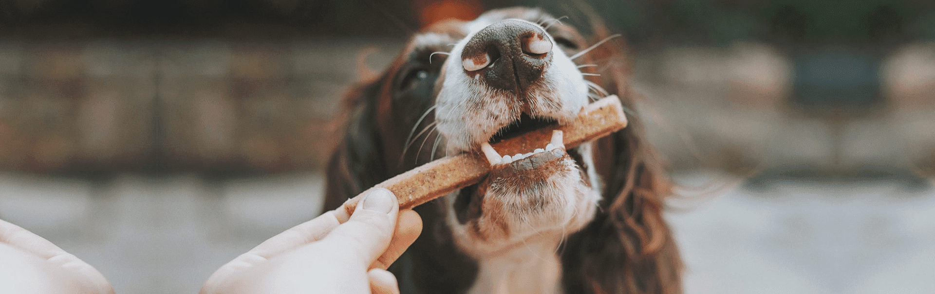 Futtermenge Hund