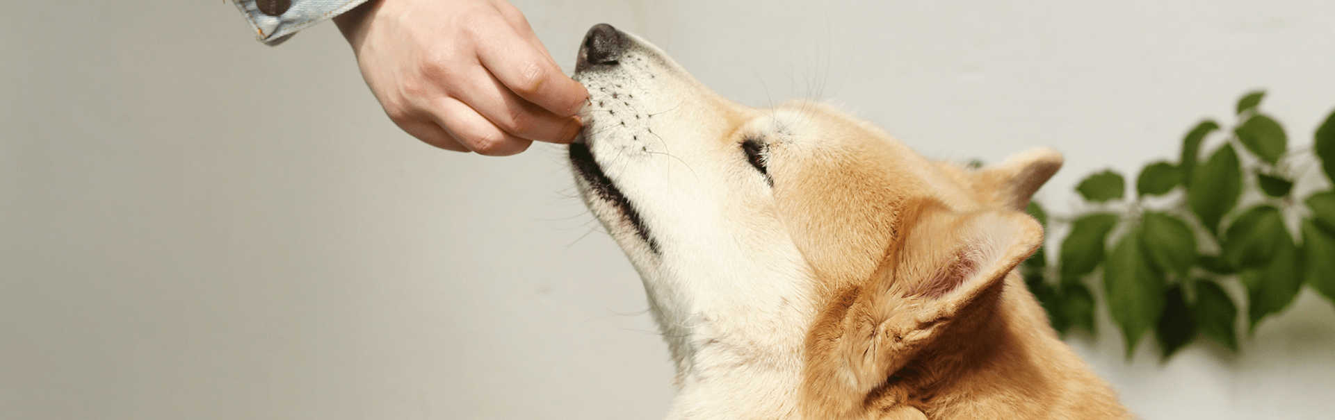 futterumstellung-hund