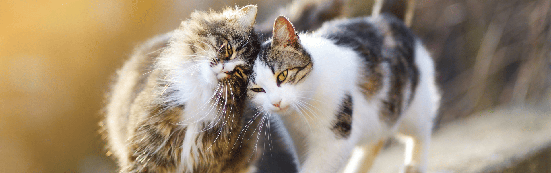 Urinary Katzenfutter bei empfindlichen Harnorganen