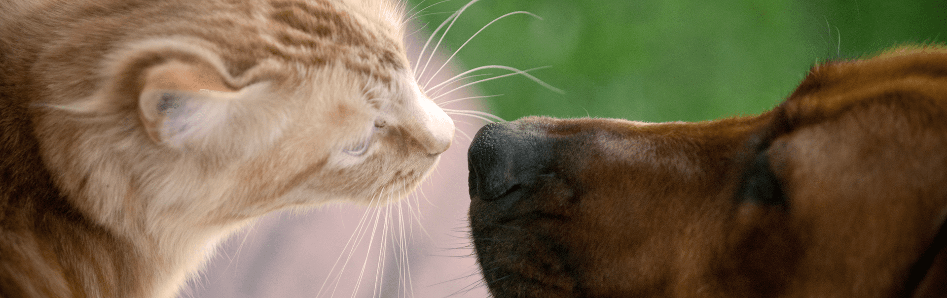 Ohne Tierversuche Hundefutter Katzenfutter bosch Tiernahrung