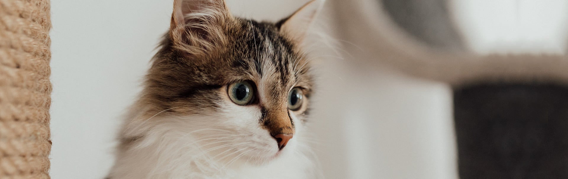 Sterilized Katzenfutter - Kastrierte und sterilisierte Katzen füttern