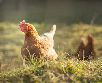 BIO-Hühner
