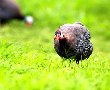 Guinea Fowl Guinea Fowl