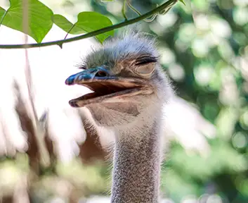 Ostrich