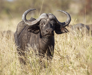 Hundefutter mit Wasserbüffel