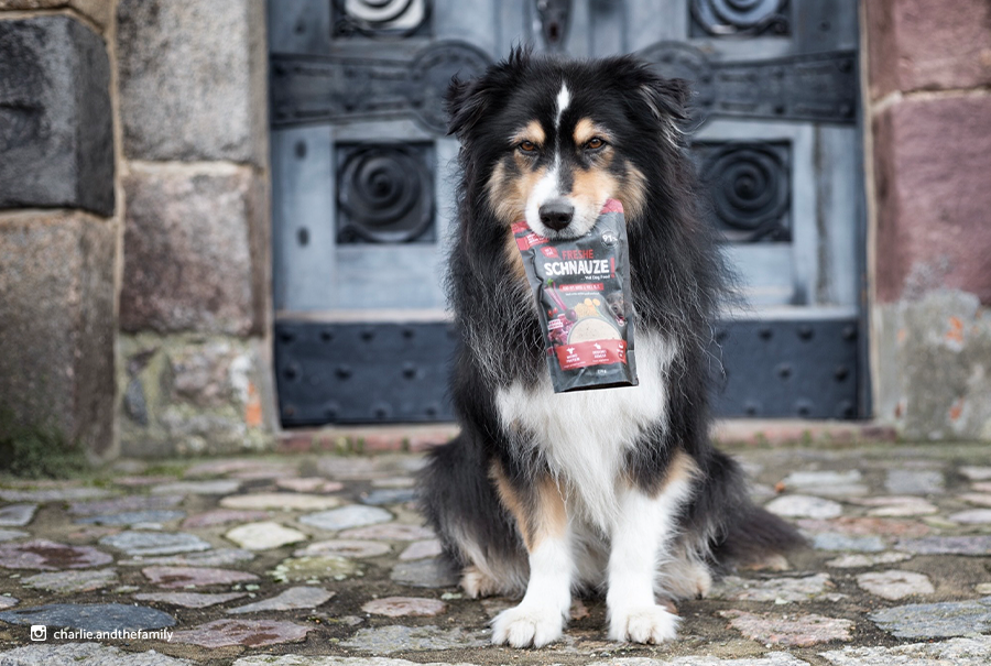 Hund Charlie und das Freshe Schnauze Nassfutter