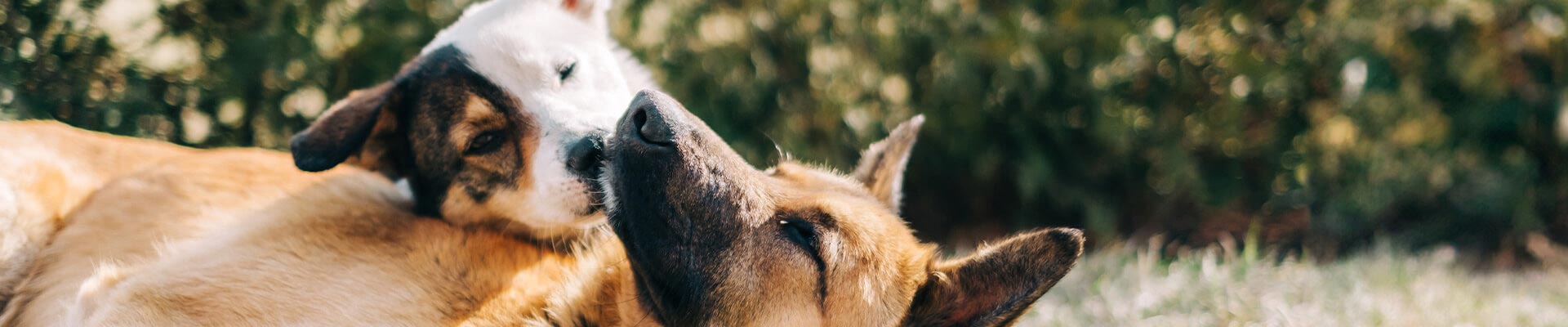 Futter f&uuml;r adulte Hunde ab dem 12. Monat