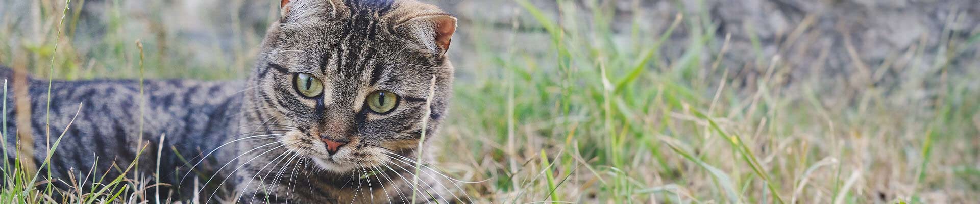 Katzenfutter Adult Sanabelle Katzenfutter Adult