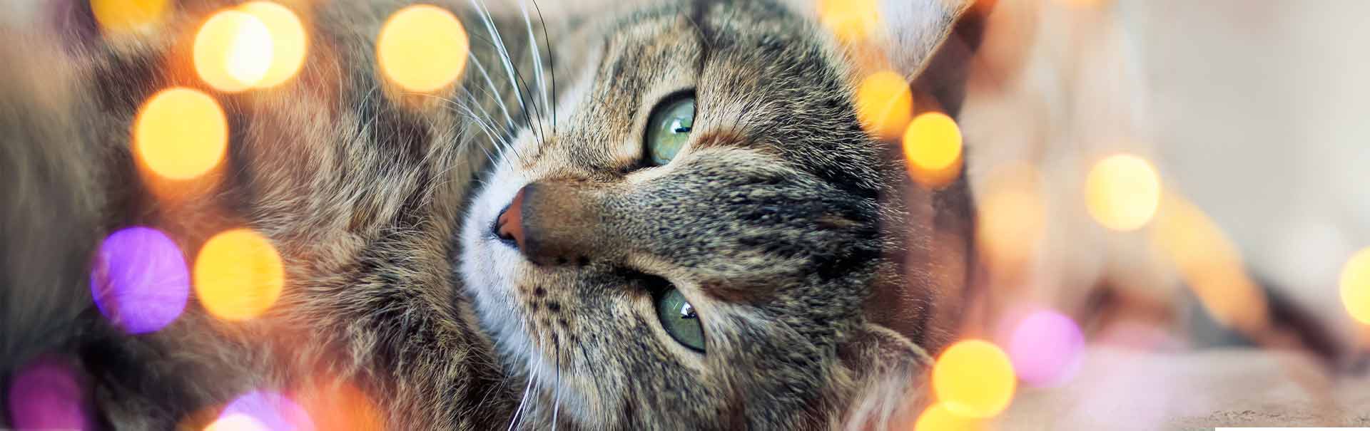 Silvester mit Katze. So gestaltest Du einen entspannten Rückzugsort.