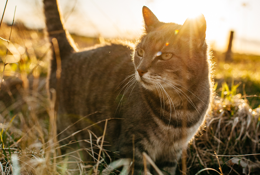 Sanabelle Heimat Katzenfutter