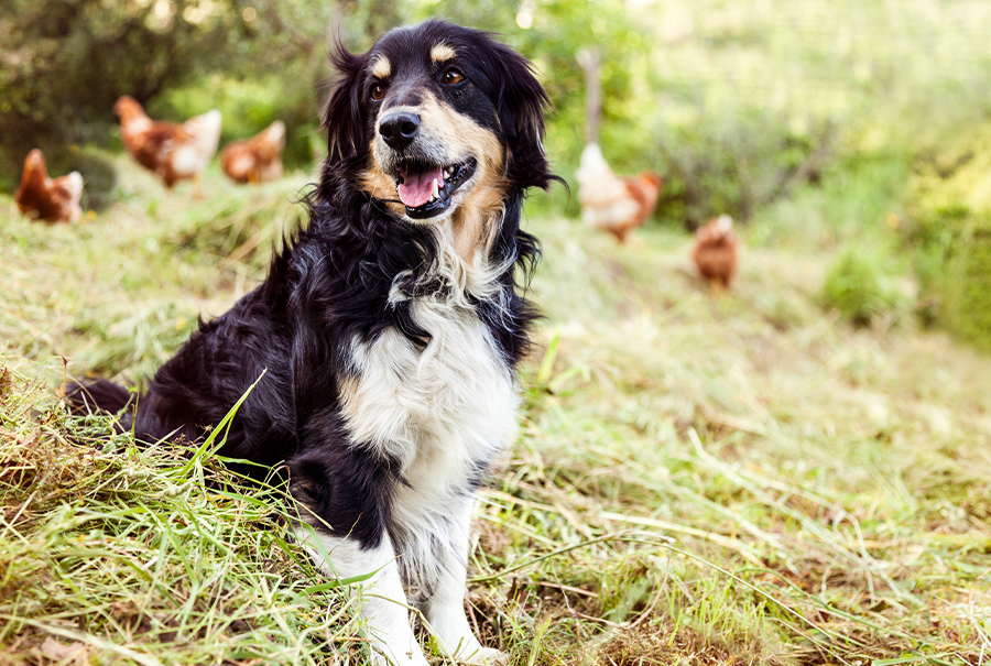 bosch HPC BIO - Hundefutter für jede Lebensphase