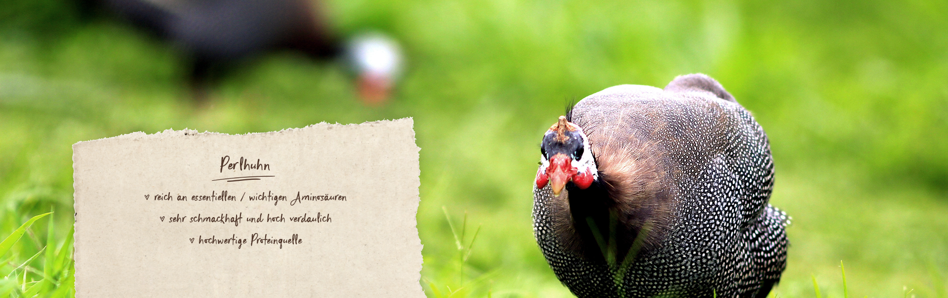 Hundefutter mit Perlhuhn