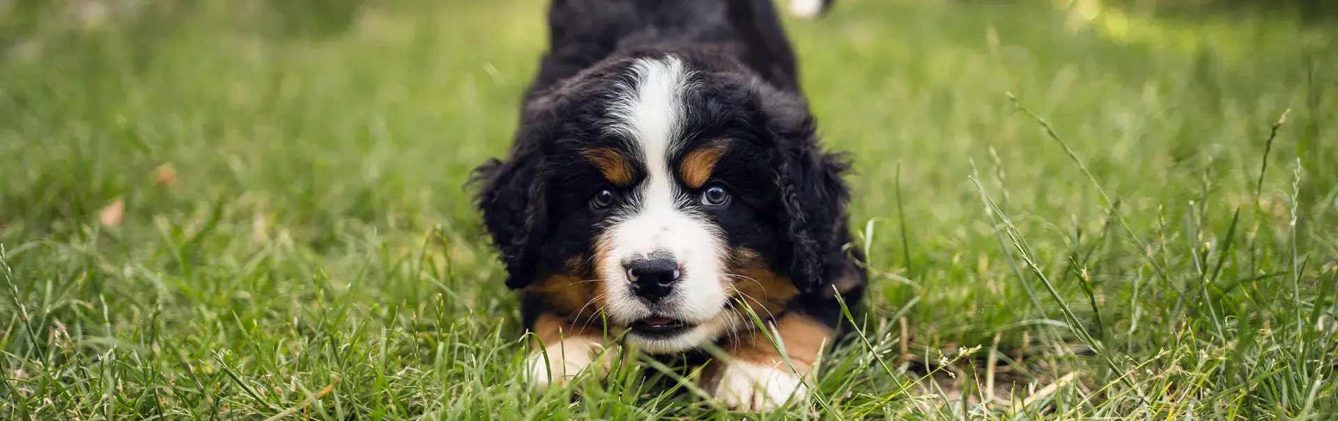 Sind Fruitees auch f&uuml;r Welpen geeignet?
