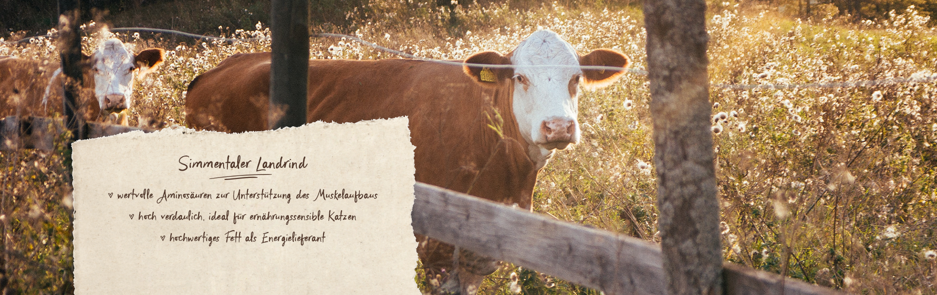 Katzenfutter mit Simmentaler Landrind