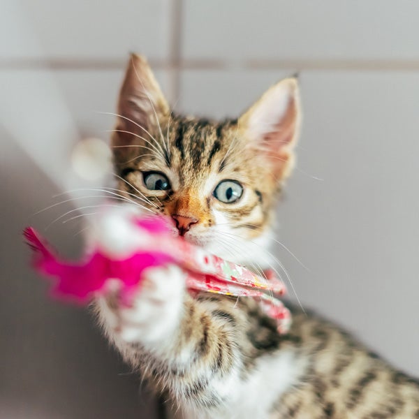 Kitten spielt