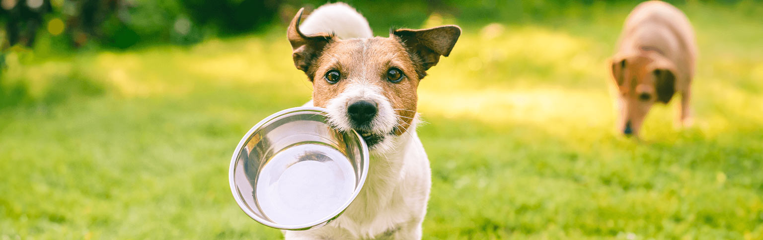 bosch HPC Vegan & Insect - Mischfütterung in der Hundernährung