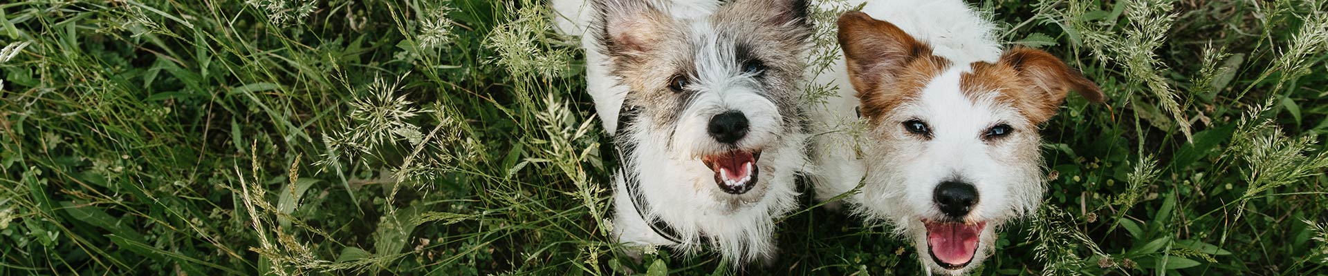 Getreidefreies Hundefutter bei Futterunverträglichkeiten