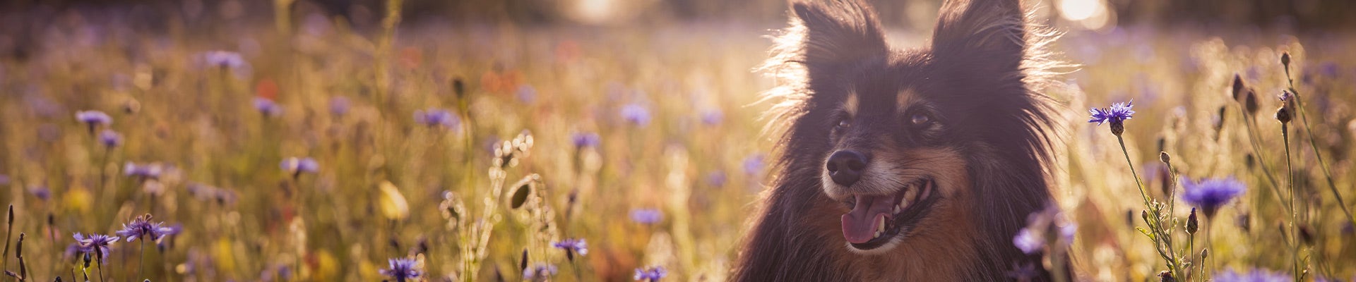 Futter für Hunde-Senioren ab 7 Jahren