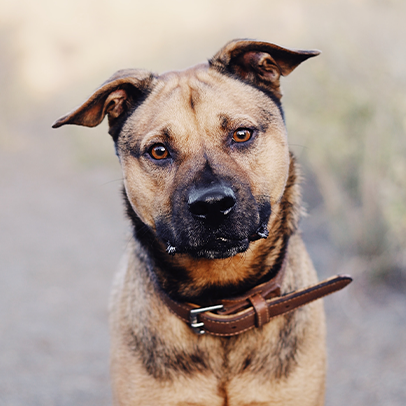 zu unserem Hundefutter-Sortiment