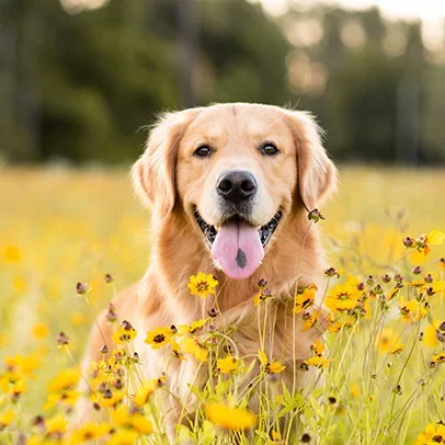 zu unserem Hundefutter-Sortiment