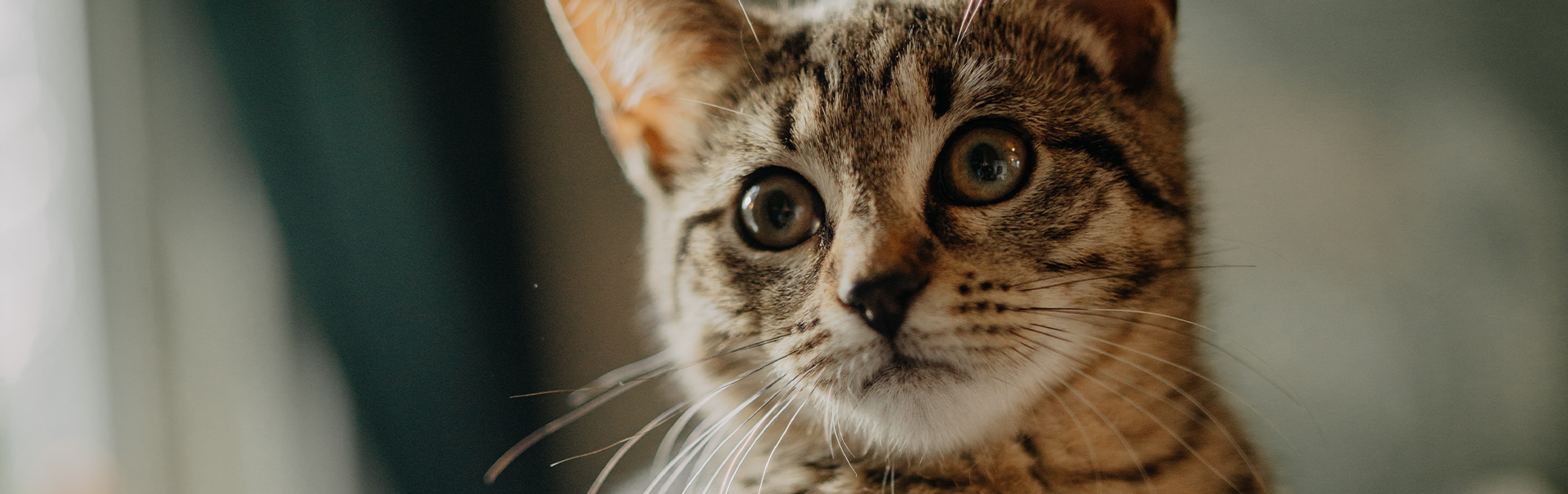 View of Sensitive cat food - gentle food for nutritionally sensitive cats