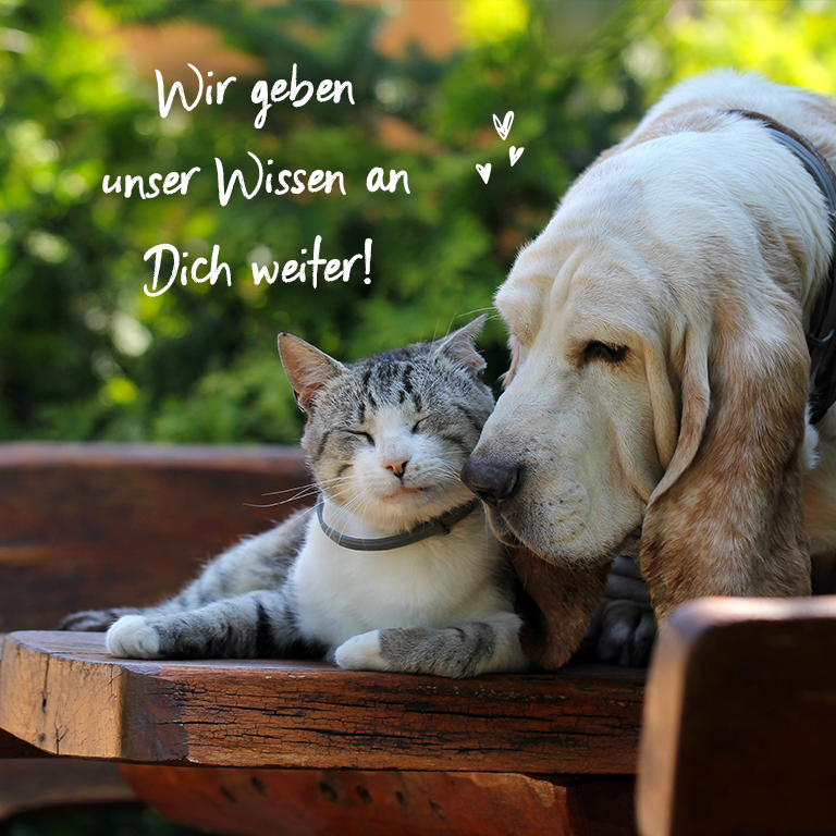 Wir geben unser Wissen an Dich weiter! Ratgeber für Hunde & Katzen