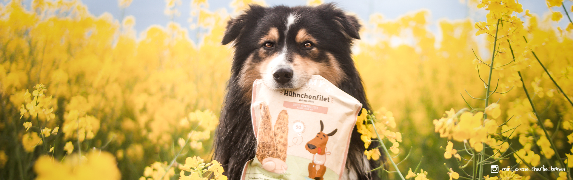 Sammy's Hundesnacks - Tipps zur Fütterung | bosch Tiernahrung