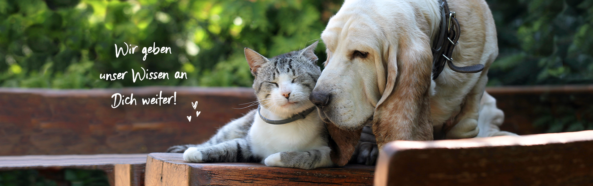 Wir geben unser Wissen an Dich weiter! Ratgeber für Hunde & Katzen