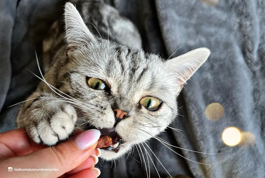 Sanabelle Katzensnacks