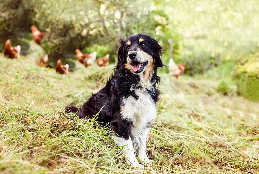 bosch HPC BIO - Hundefutter für jede Lebensphase