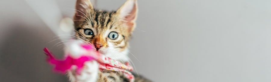 Kitten spielt