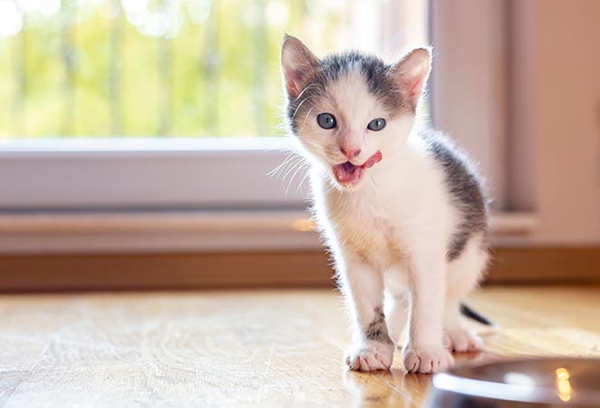 Kitten mit Napf
