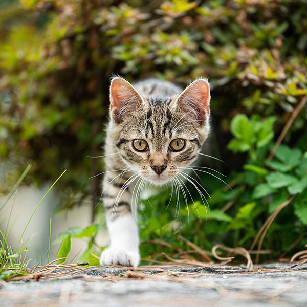 Sanabelle Kittenpakete für heranwachsende Katzen bis zum 12. Monat