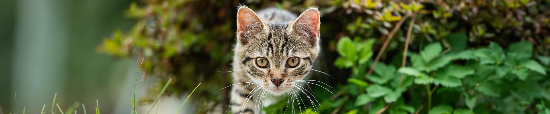 Sanabelle Kittenpakete für heranwachsende Katzen bis zum 12. Monat