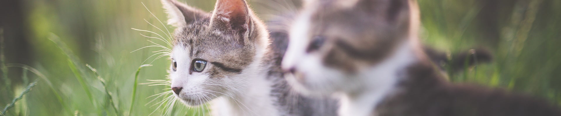 Sanabelle Kittenfutter von bosch Tiernahrung