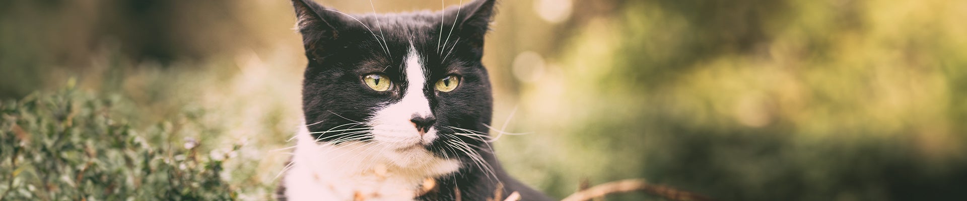 Sanabelle Katzenfutter Senior-Katzen ab 8 Jahren