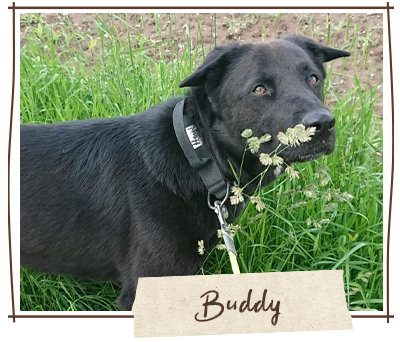 Zuhause gesucht Buddy