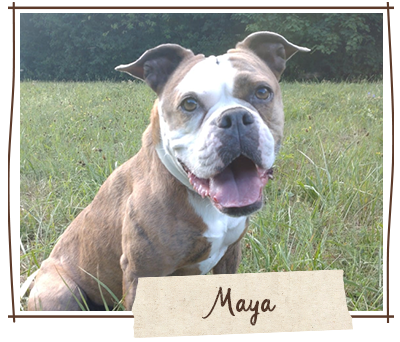 Zuhause gesucht Maya